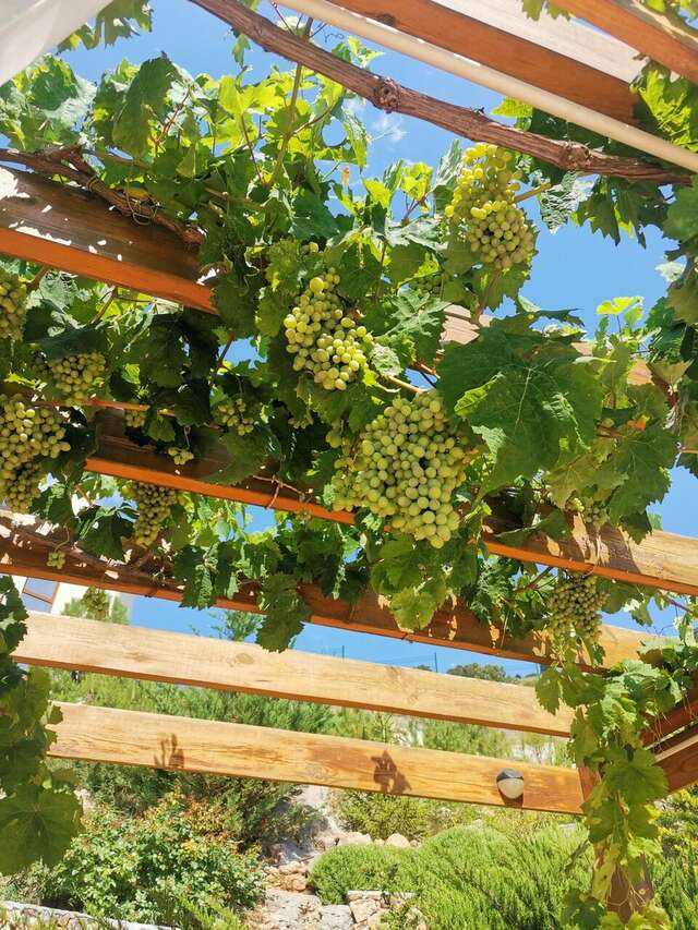 Гостиница Кипарис Балаклава-25