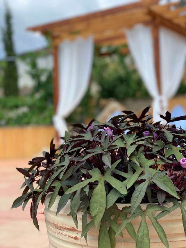 Гостиница Кипарис Балаклава-22